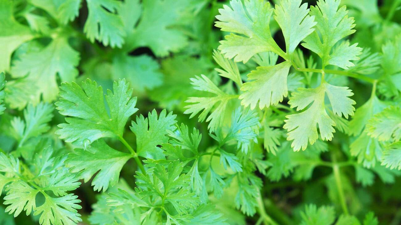 Tempero Verde