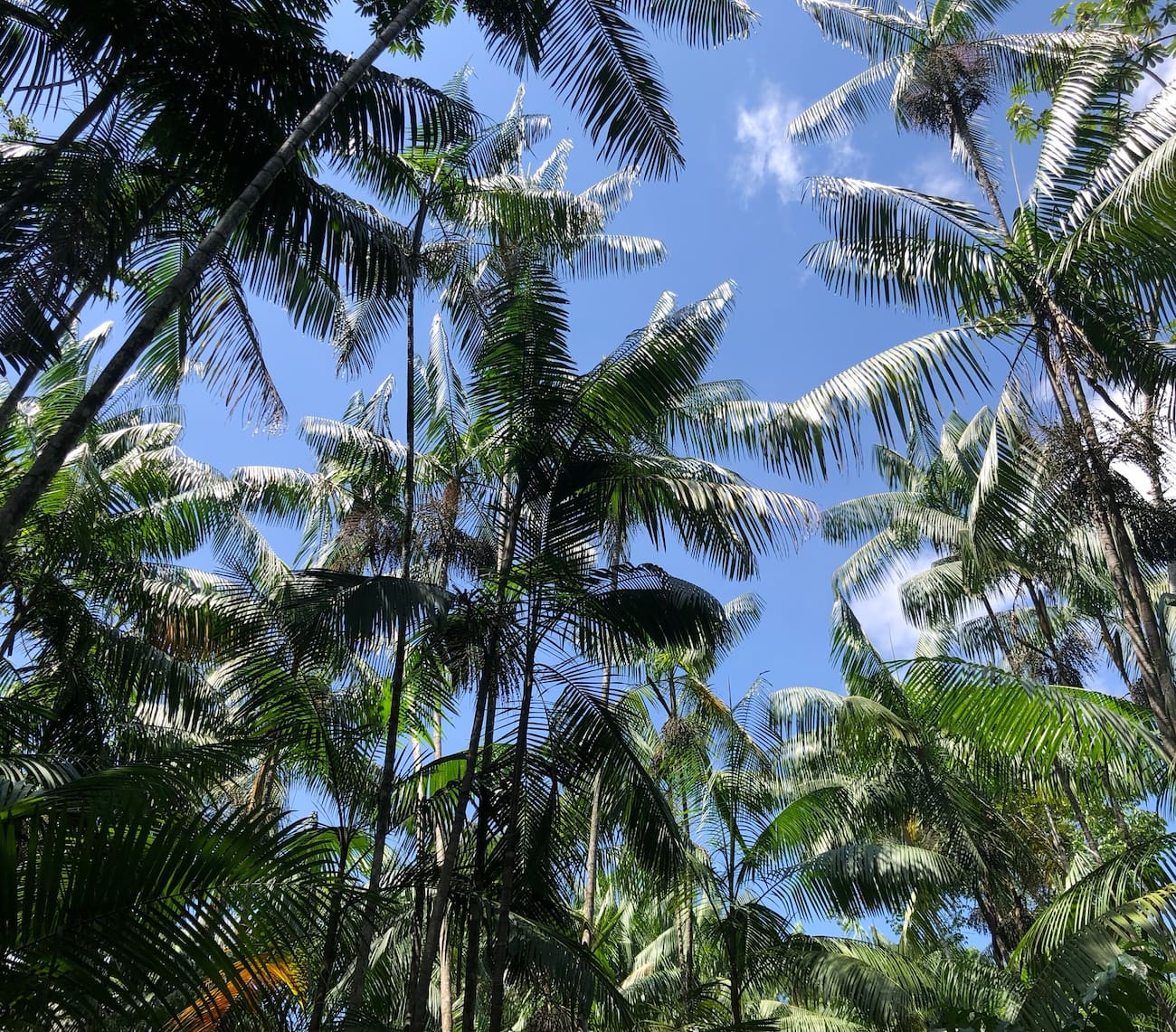 Asa Açaí