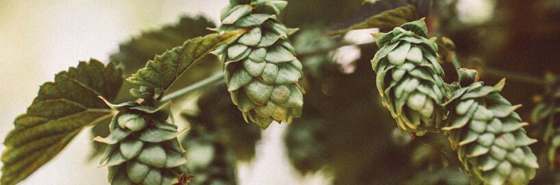 Distribrew