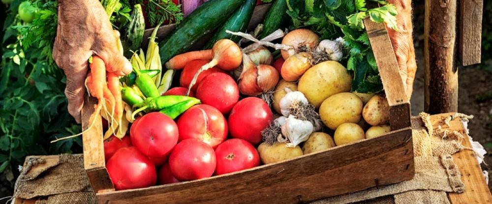 Porta a Porta Organicos