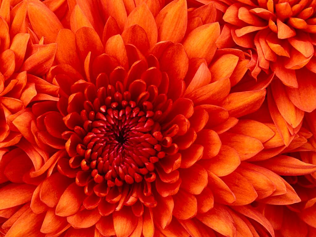 Flor do Trigo