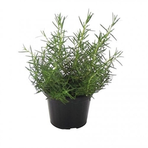 Planta Ervas Aromáticas P11
