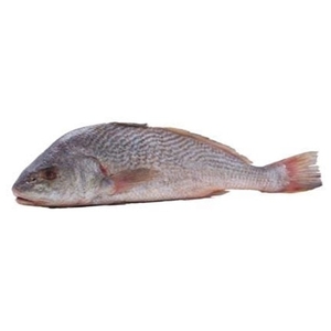 Corvina Peixaria Kg