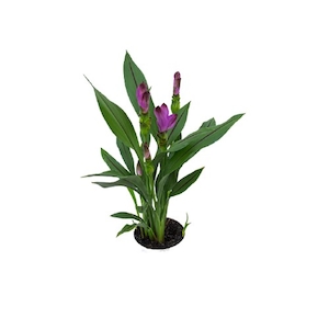 Flor Curcuma Siam Splash P12