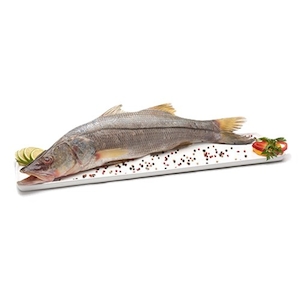 Corvina Grande