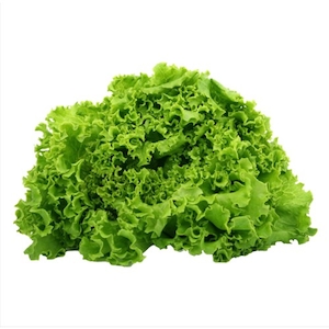 Alface Crespa Hidropônica Valengo