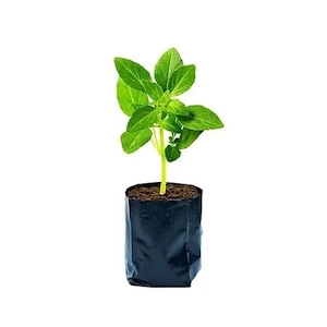 Plantas Diversas Simples