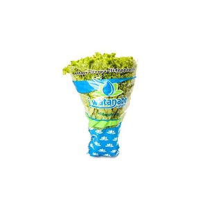 Alface Crespa Hidropônico J Watanabe