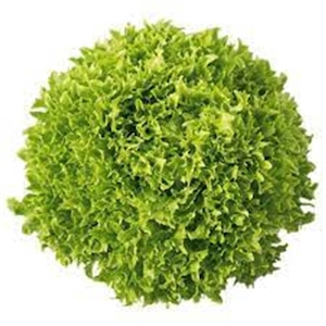 Alface Crespa Viva Baby