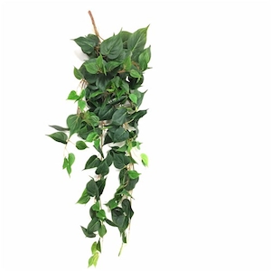 Jiboia Verde Pendente C21