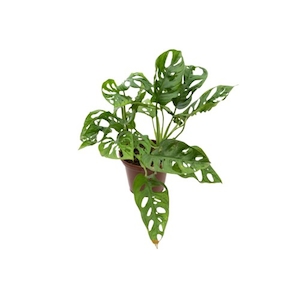 Planta Monstera Flores Obliqua Adansonii Pt15 Veiling