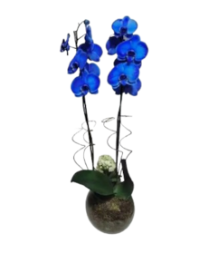 Orquídea Plantada Phalaenopsis Azul no Vidro Lucy Flores