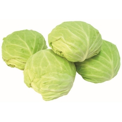 Repolho Verde