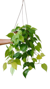 Filodendro Lemon Pendente